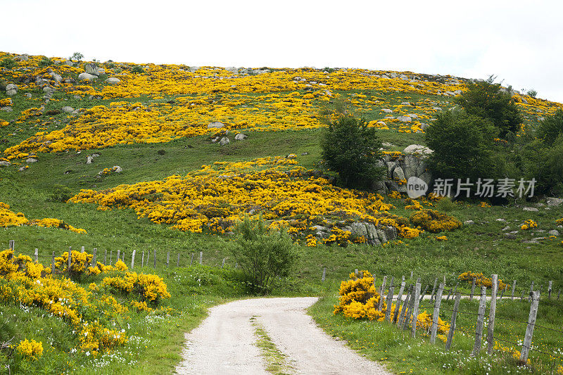 景观与开花的扫帚在蒙特Lozère -法国